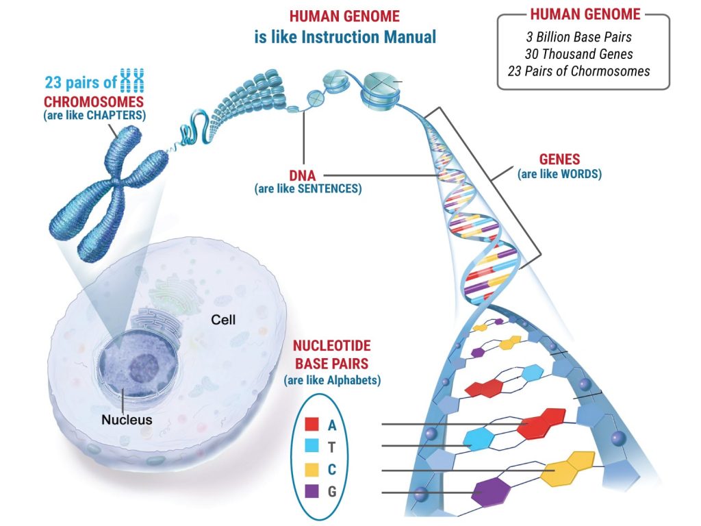 Chromosome Abnormalities And Genetic Couns Ec