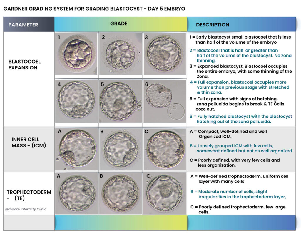 Gardner Grading System of Blastocyst